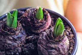 علت قهوه ای شدن گل سنبل
